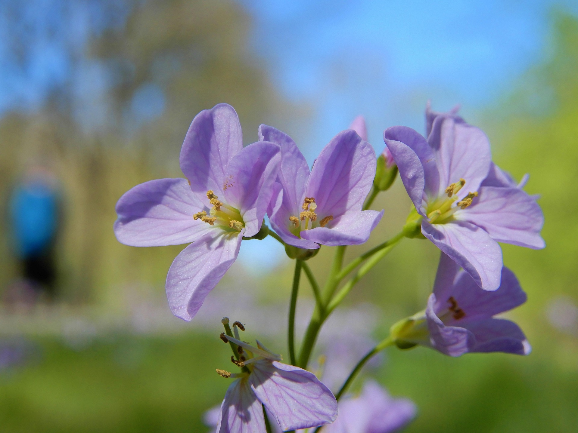 pinksterbloem